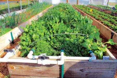 homemade-drip-irrigation-system